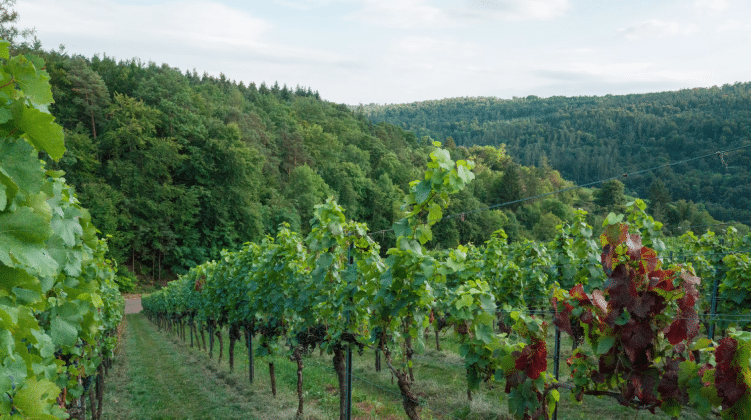 Vineyards at 900 Metres: Why Etna's Growers Accept the Volcano's Terms